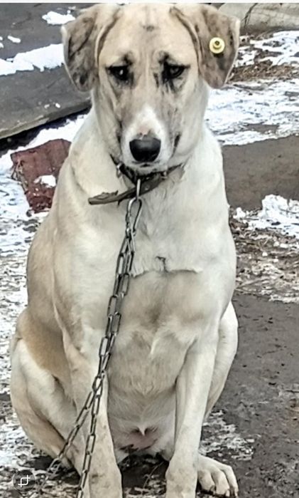 Идеальная охранница