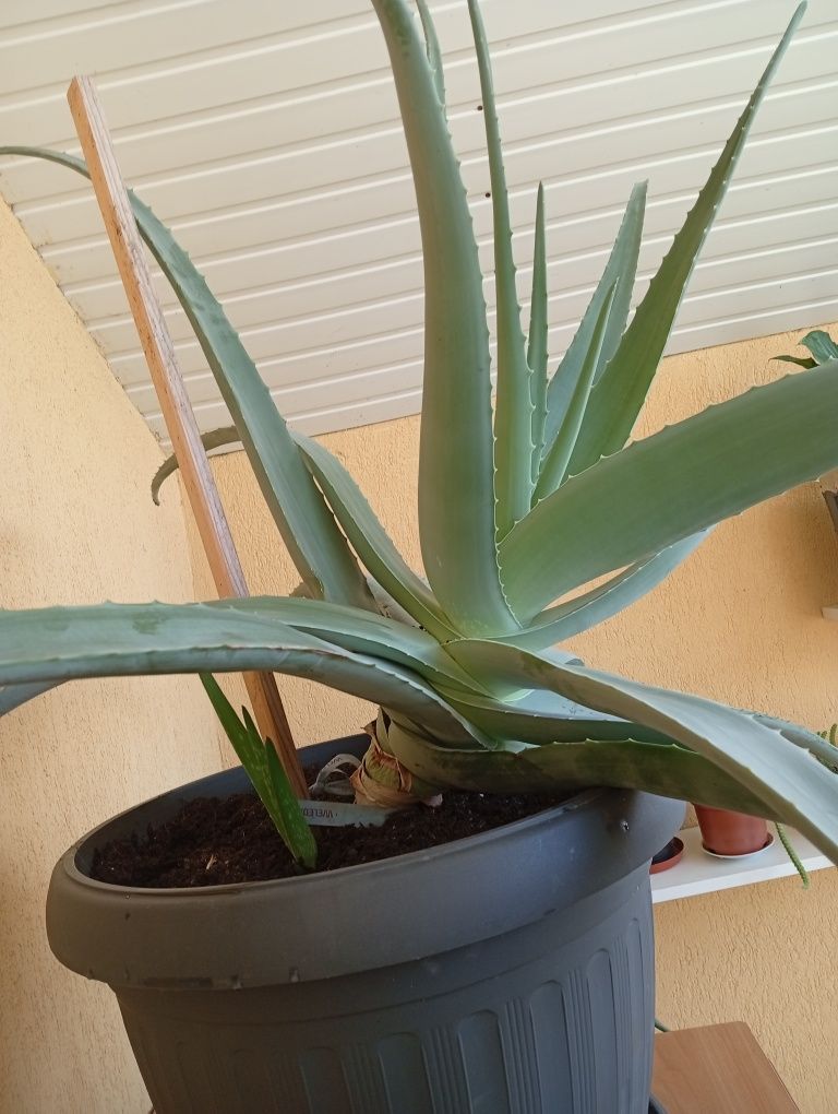 Plantă aloe vera