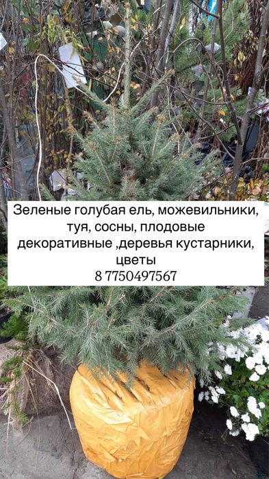 Оптом канадская елка, сосны плодовые, пихта декоративные деревья