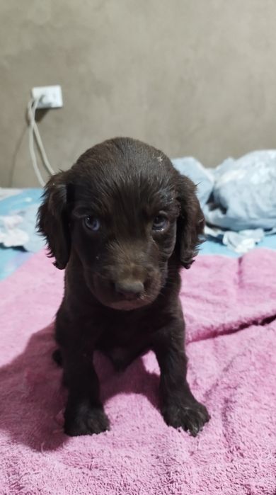 Kuchik sotiladi spanel