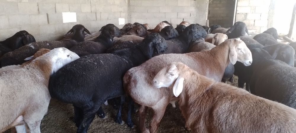 Бокилган кучкорлар .илтимос бекорчилар безовта килмасин.