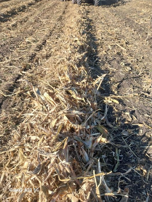 Baloți de porumb (coceni)