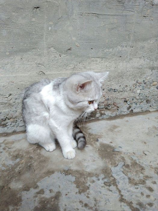 Mushuk zotdor sotiladi