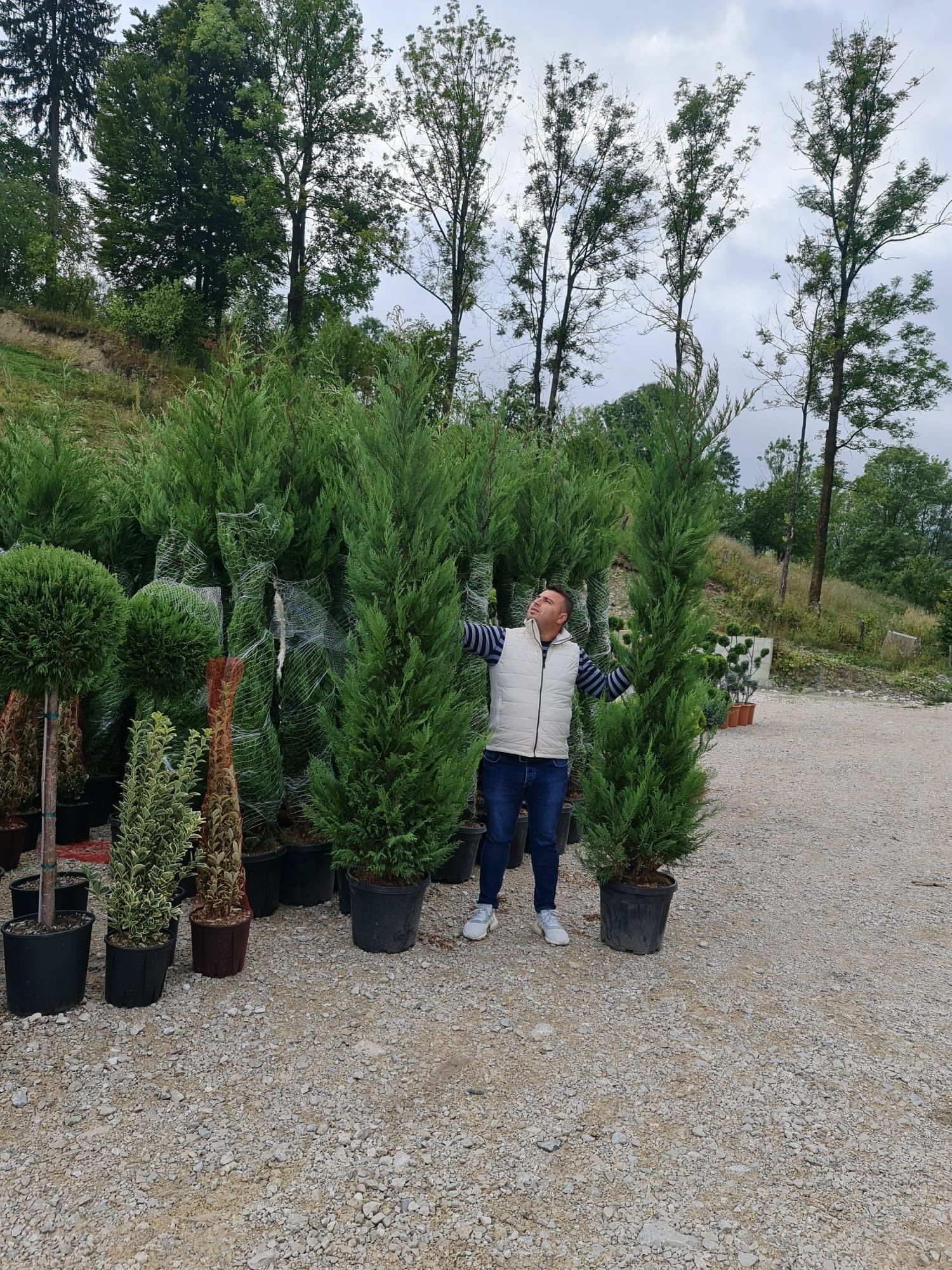 Plante ornamentale ptr gradina dvs