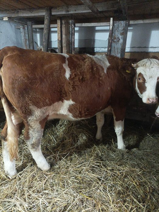 Vând 3 junici  bune