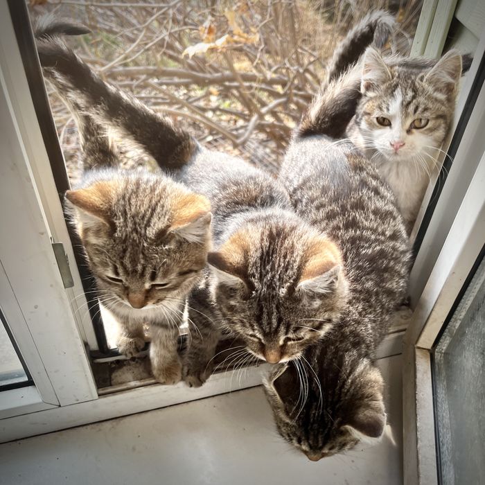 Отдам котят в добрые руки