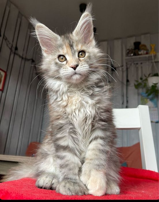 Puiut Maine Coon Gigant