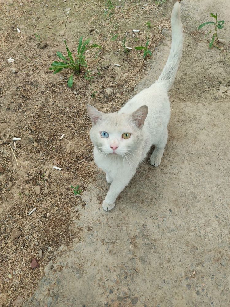 Нашли кота на Юнусабаде. Ищем хозяина!