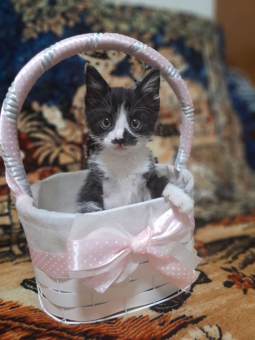 Отдадим в добрые руки котят