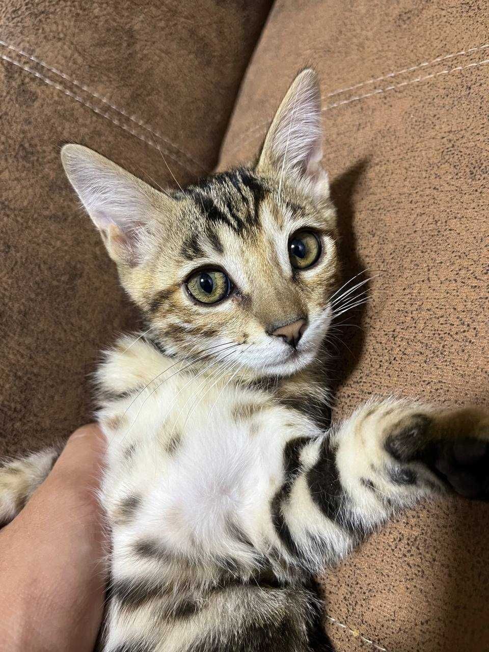 bengal mushukcha
