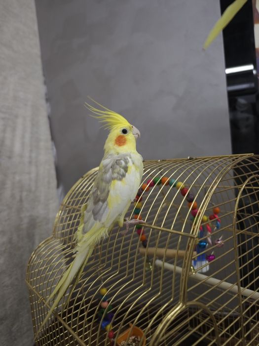 Karella nar oʻgʻil bola sotiladi