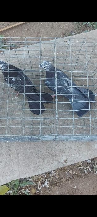 Широкохвостые голуби