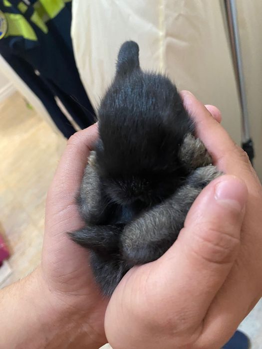 Pui iepuri de companie