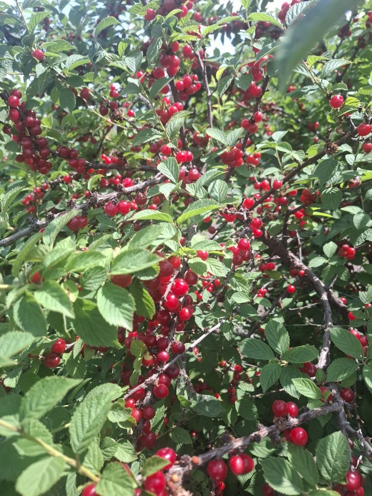 Продам войлочную вишню