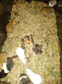 Hamster , Hamsteri sirieni, pitici siberieni, porcușori de Guineea..