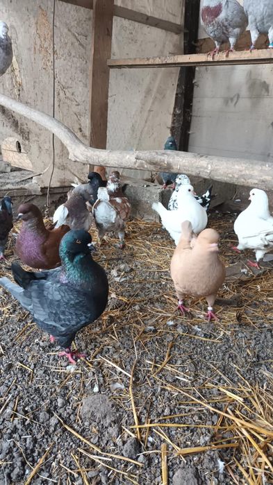 Vând porumbei Kingi