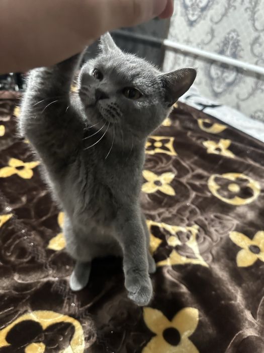 Скотиш страйт сотилади кизбола тоза