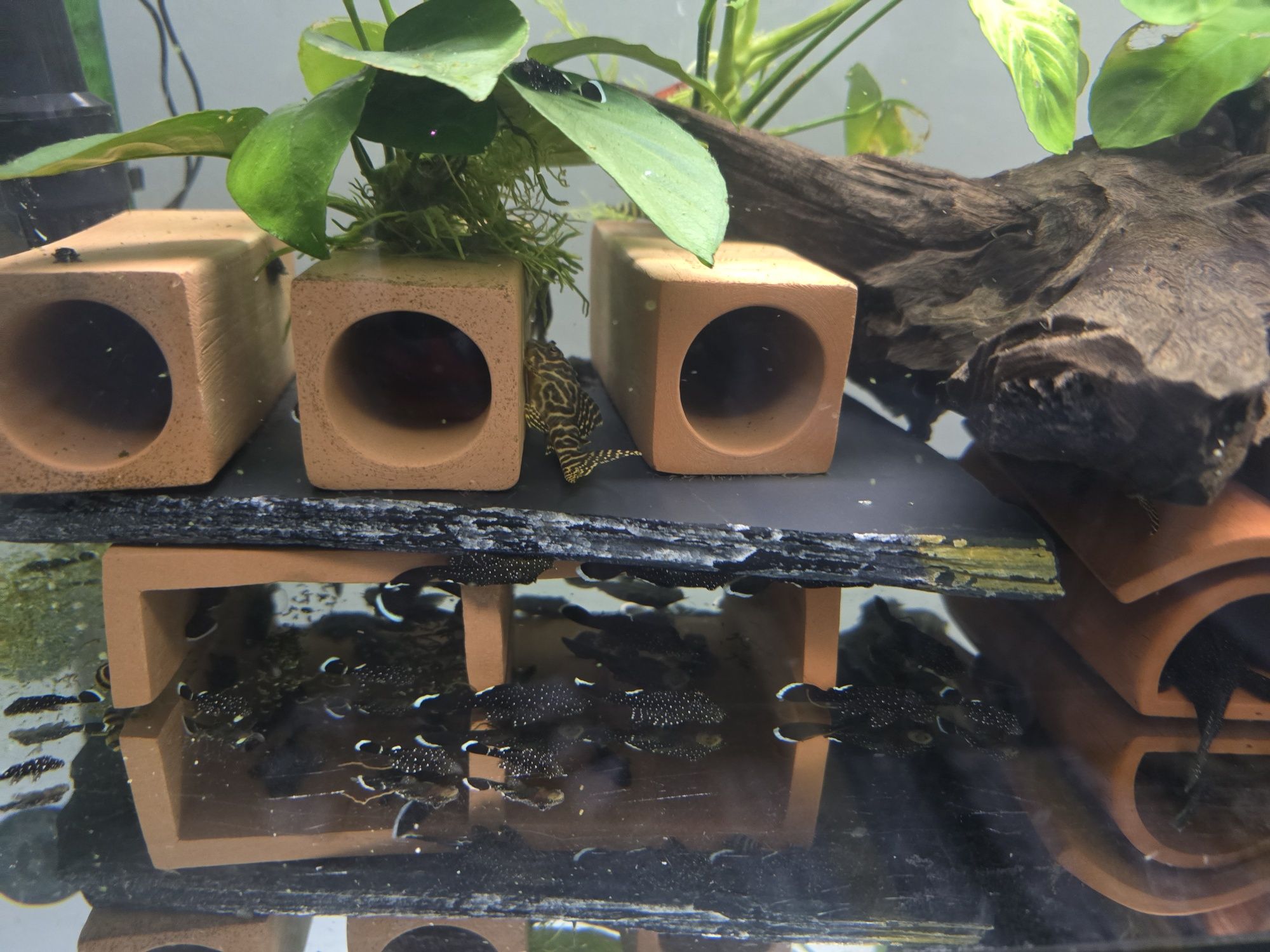 Pesti acvariu, Pui Peppermint pleco L181 (ancistrus sp)