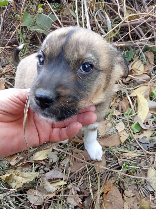 Отдам в хорошие руки