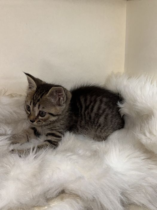 продаётся кошка 1 месячная