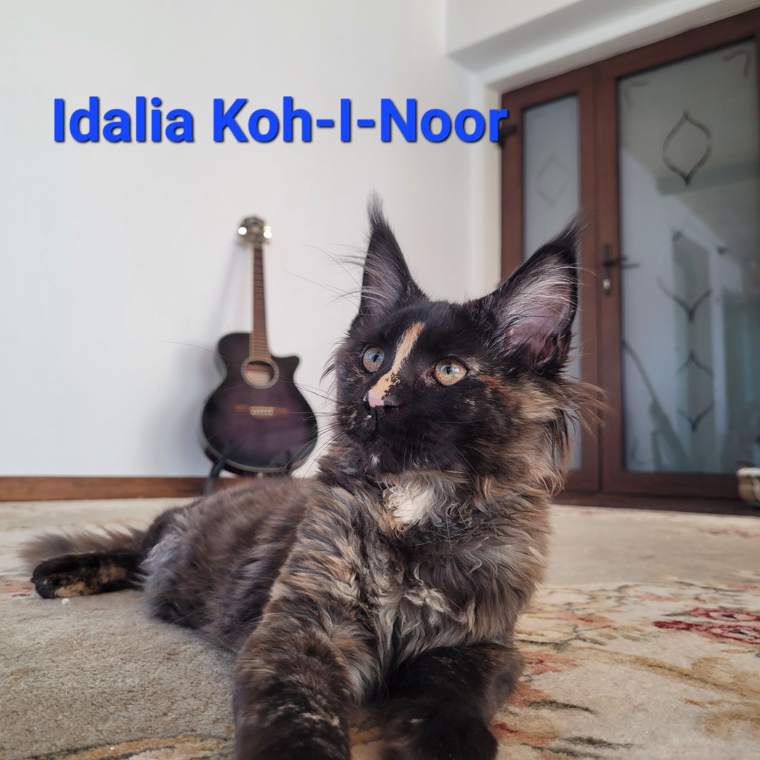Pisică rasa maine coon