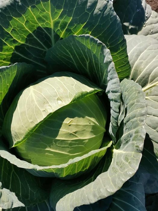 Vand varza de toamna