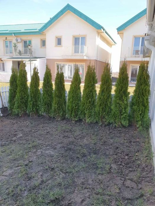 Tuia smarald leilandi arizonica braband