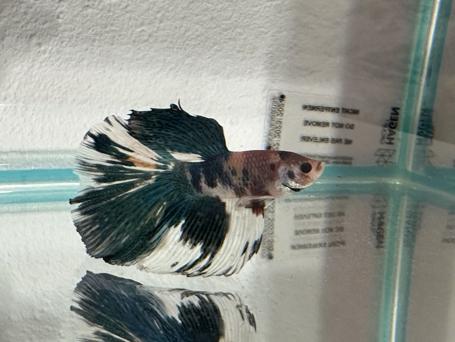 Pesti betta rari : koi,nemo,plakat.veiltail,shortfin,marble,halfmoon