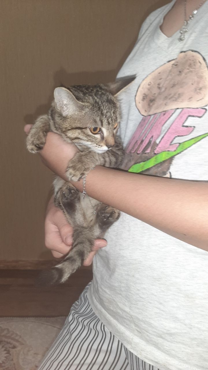 Котята в добрые ручки