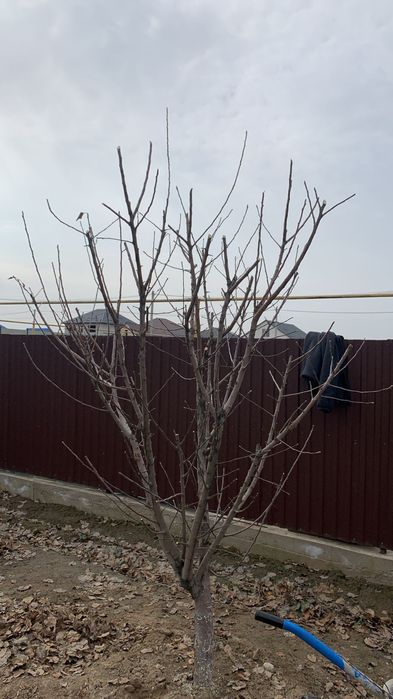 Обрезка плодовых деревьев