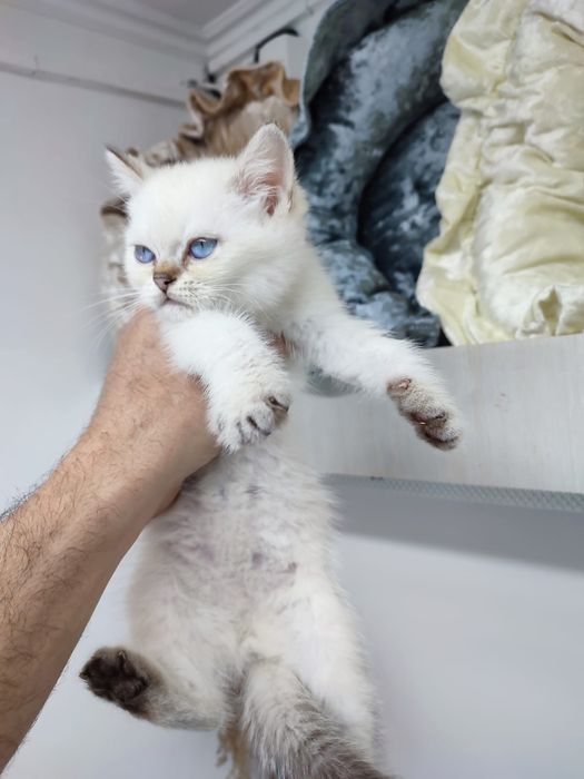 Британские и шотландские пареньки и девули ждут любящих хозяев