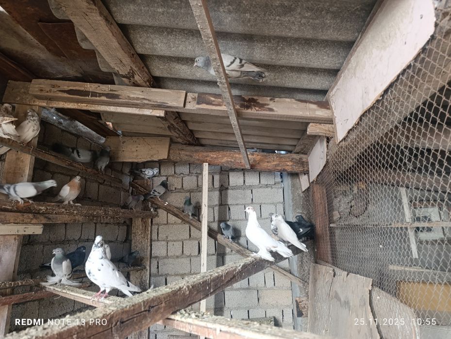 Кабутарлар сотилади