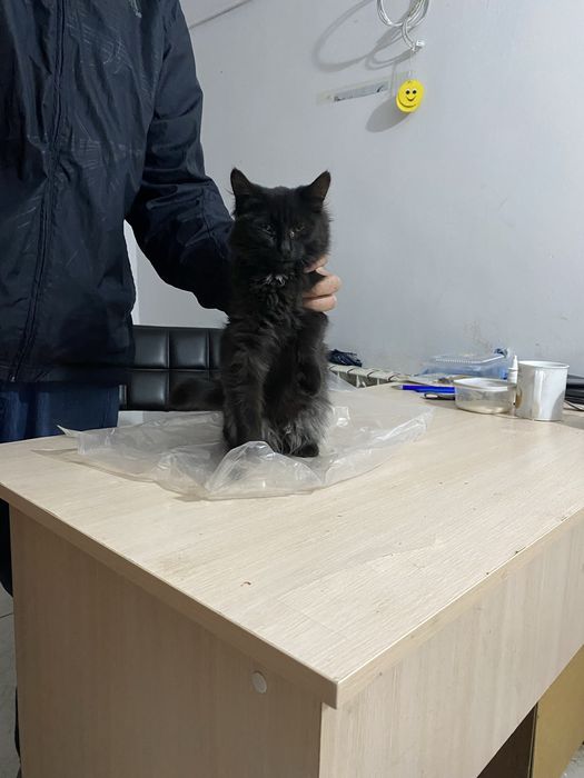 Отдадим хорошие руки