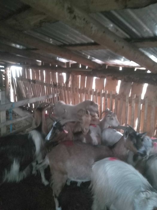 Capre de vinzare sau schimb cu manza sau vaca