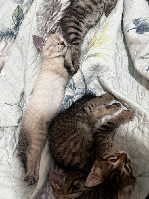 Отдам в добрые руки