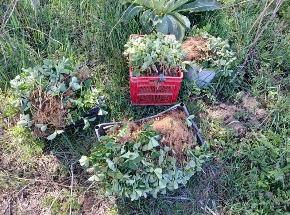 Разсад ягоди и малини