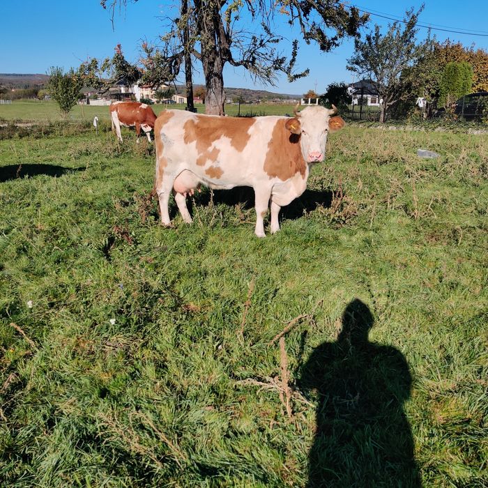 Vaca bălțată gestantă