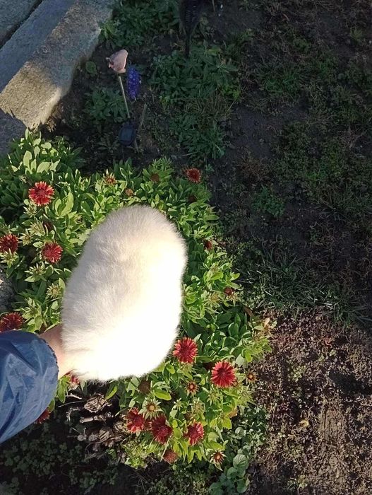 Мъжки Померани! Реални снимки!
Мъжки Померани. Реални снимки!!!