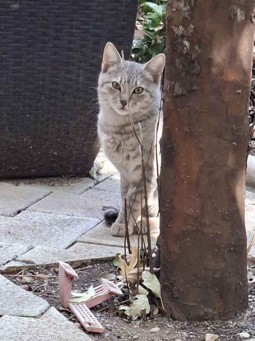 Pisicute iubitoare cauta stapani