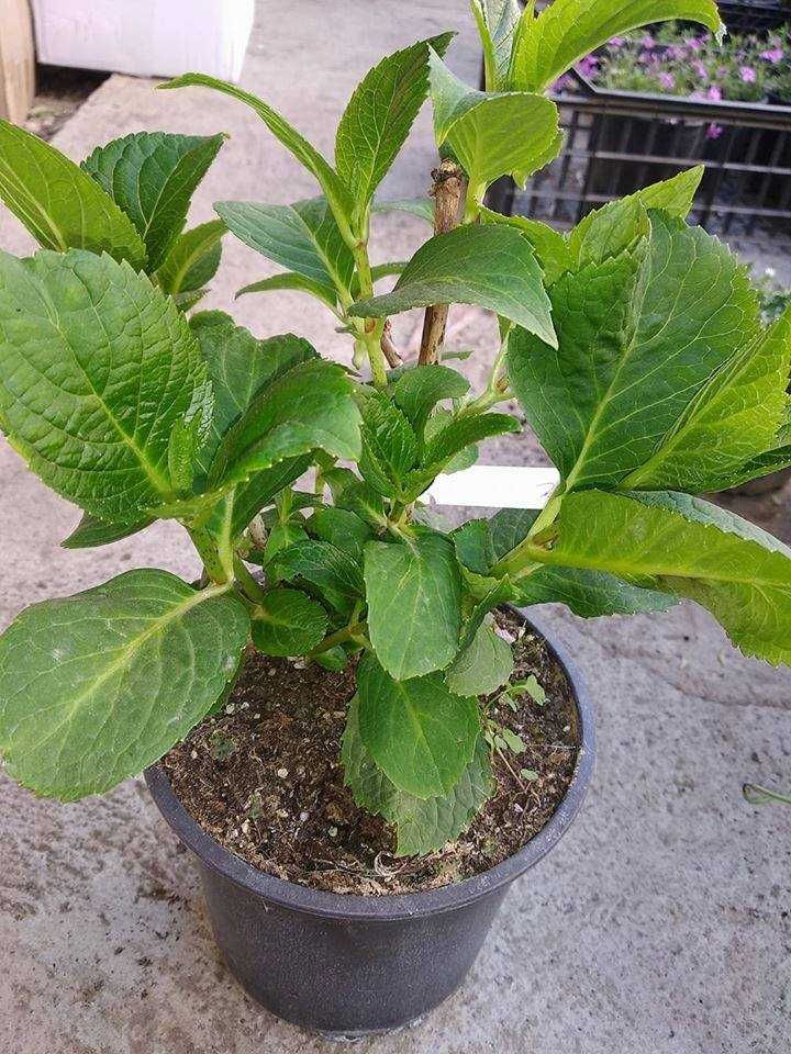 Хортензия -Hydrangea macrophylla Налични 4 вида