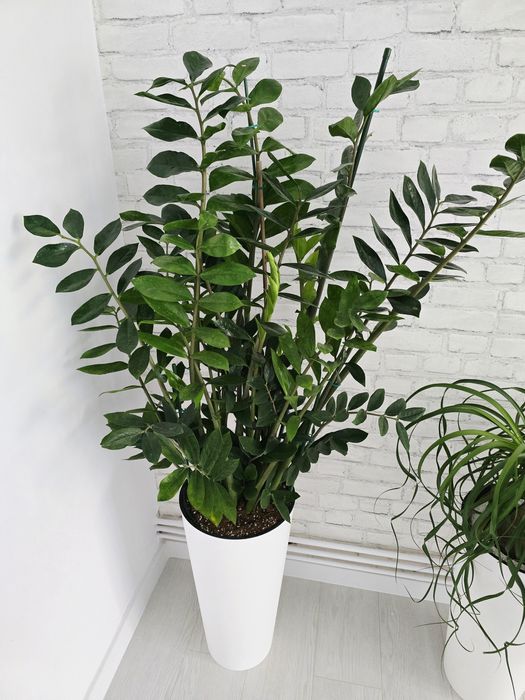 Floare interior Zamioculcas Zamiifolia Super Nova