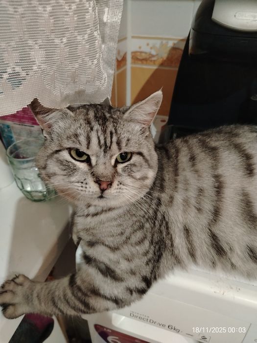 Кот шотландец красавец в ответственную семью.