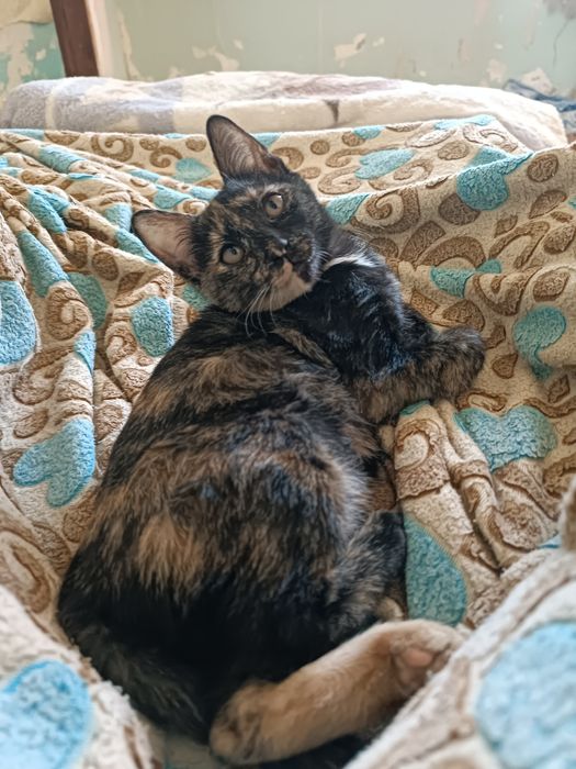 Котенок девочка.