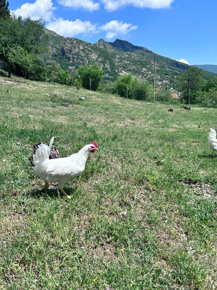 Петлета Leghorn 6 месеца