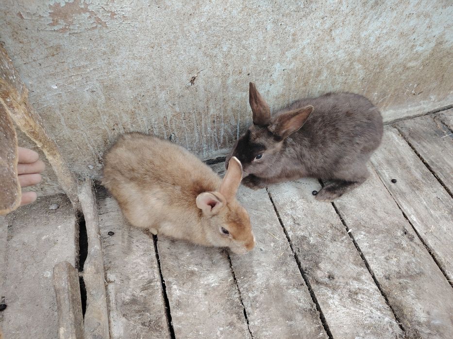 Quyonlar sotiladi 3.5 oylik