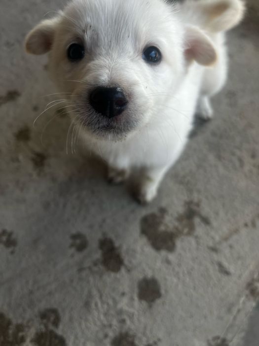 Отдам шенков в хорошие руки