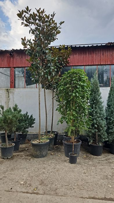 Laur englezesc pon pon spirale magnolia danic pini cedrus