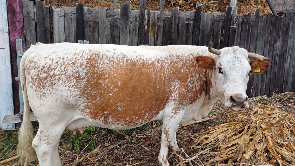 Vand vaca pret negociabil