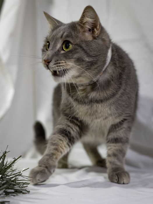 Яська, наидобрейший кот!