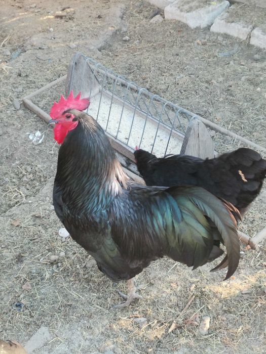 Cocos austrolop negru